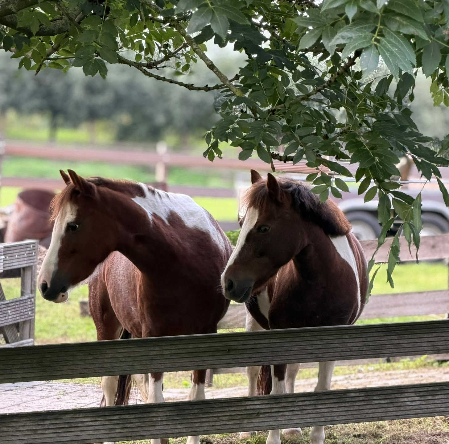 Onze pony’s- en paarden